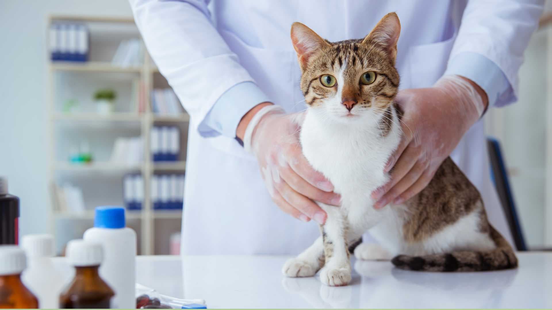 Vómito en Gatos: Causas, Síntomas y Tratamiento
