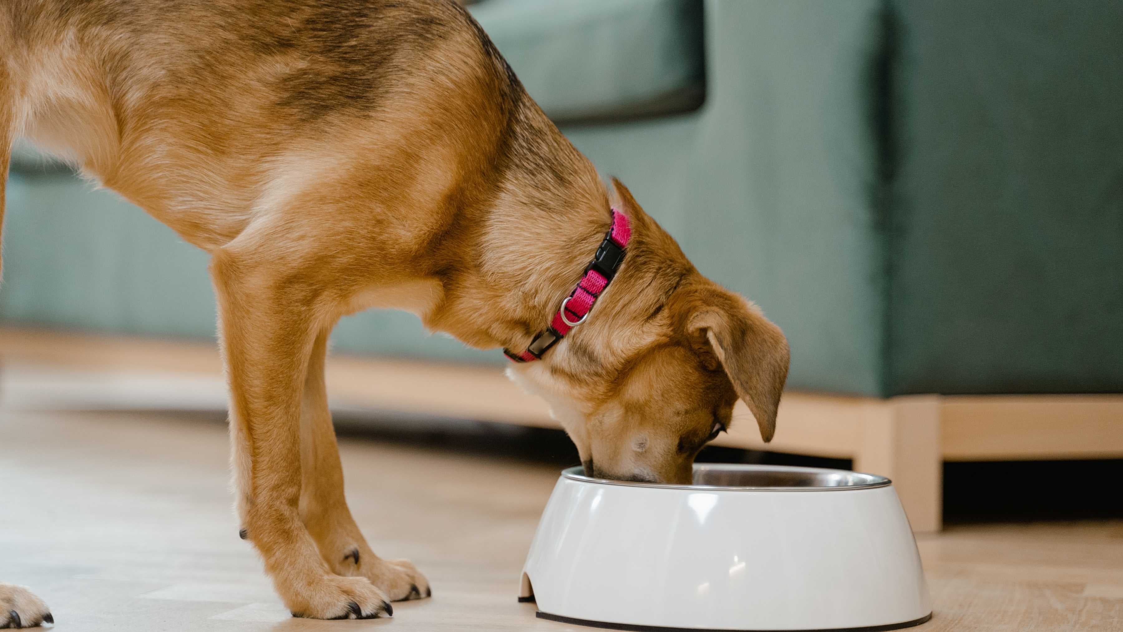 ¿Los Perros Pueden Comer Fideos?