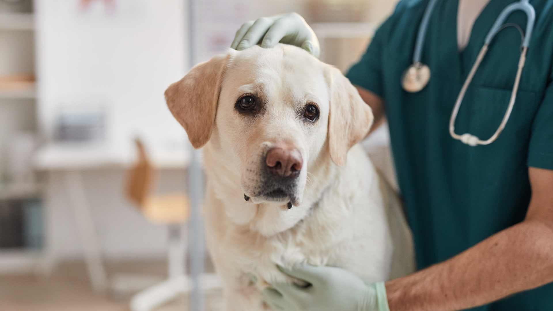 Verrugas en Perros: Causas, Síntomas y Tratamiento