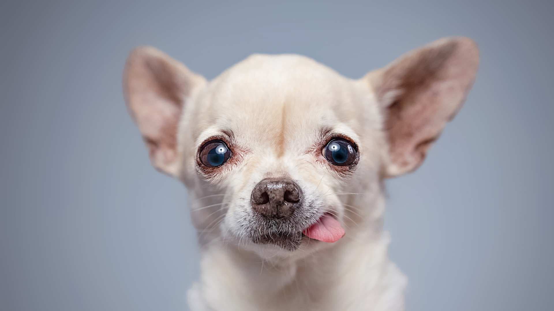 Chihuahua Cabeza de Manzana: Todo Sobre Esta Raza