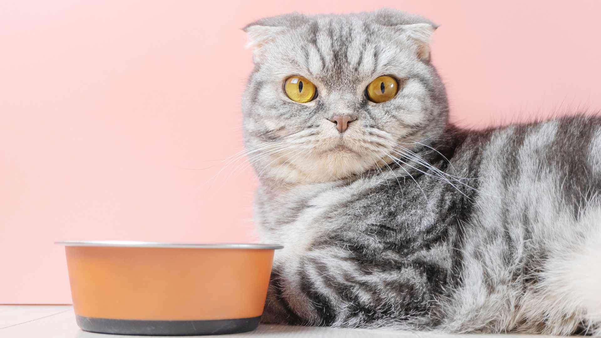 Mi Gato no Quiere Comer: Qué Debes Saber