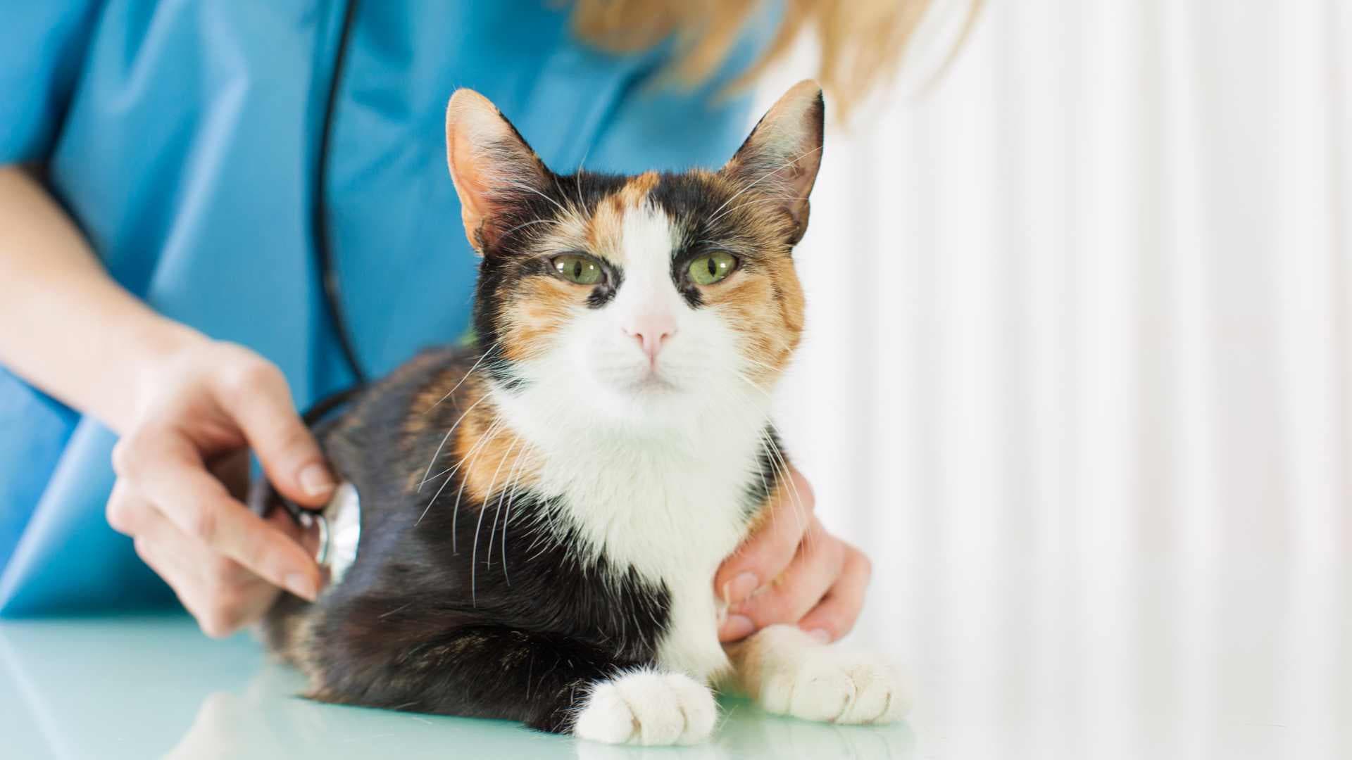 ¿A Qué Edad se Castran los Gatos?