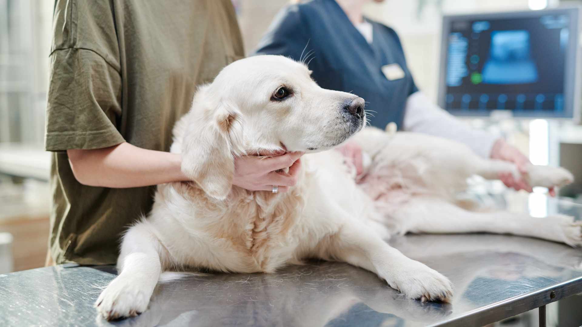 Moquillo Canino: Qué Debes Saber