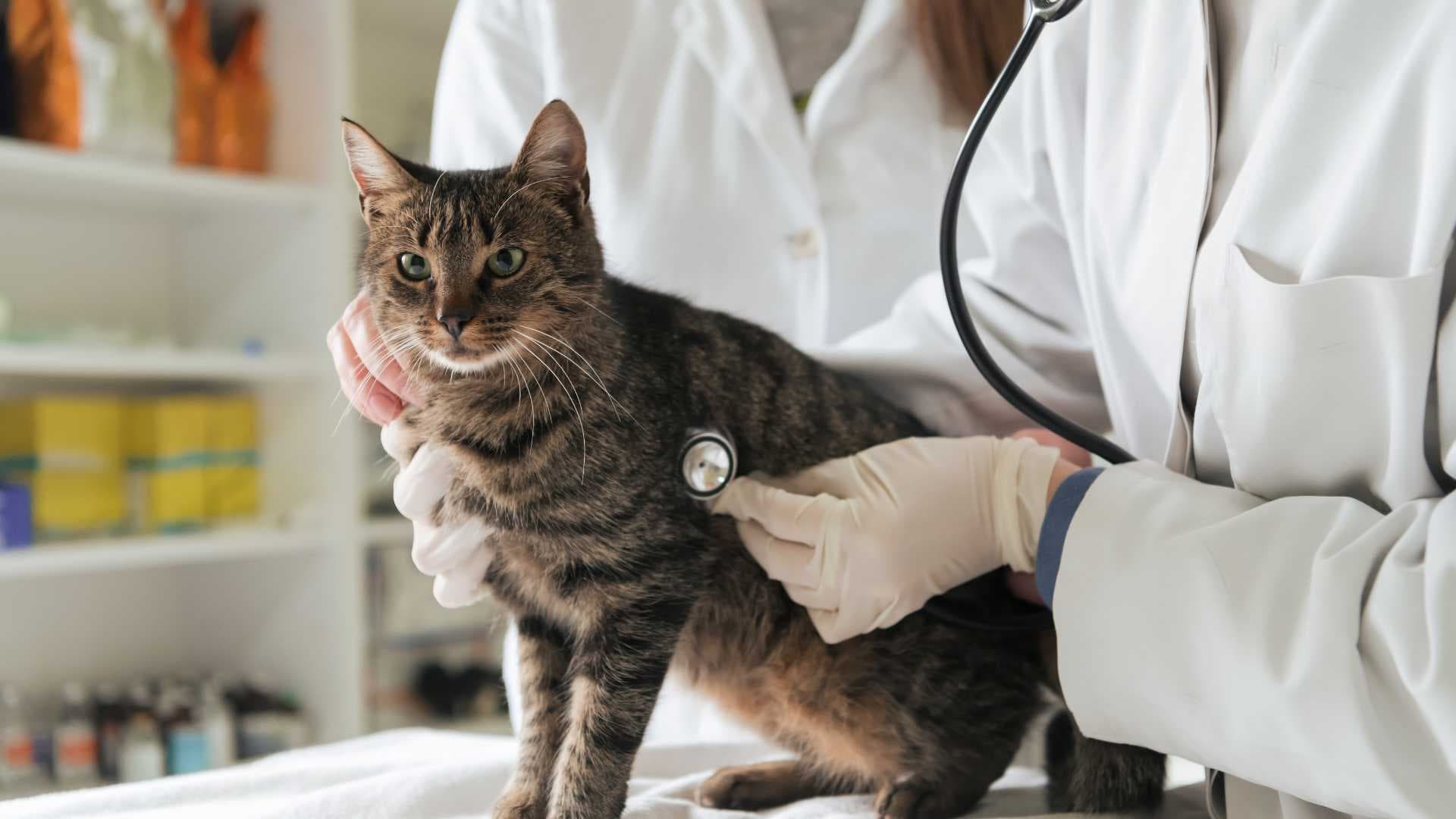 Sarna en Gatos: Causas, Síntomas y Tratamiento