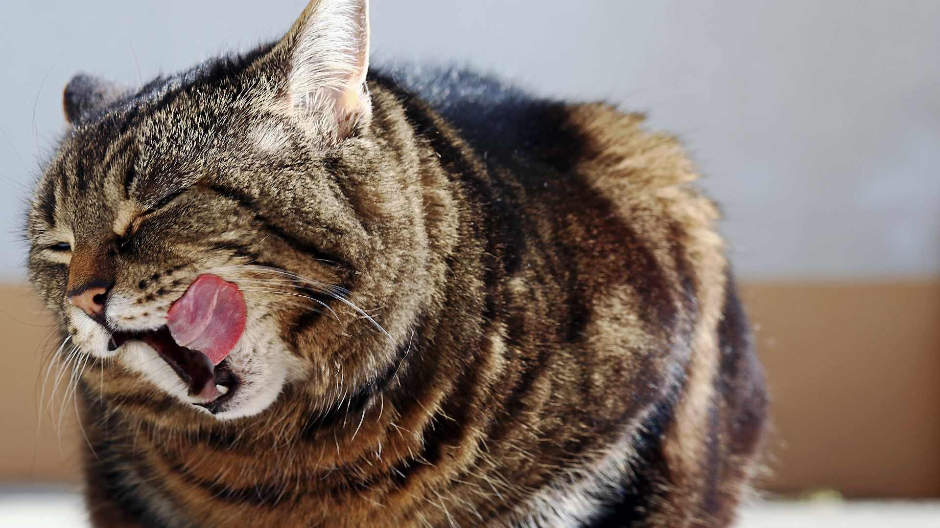 Estas Son las Verduras que Pueden Comer los Gatos