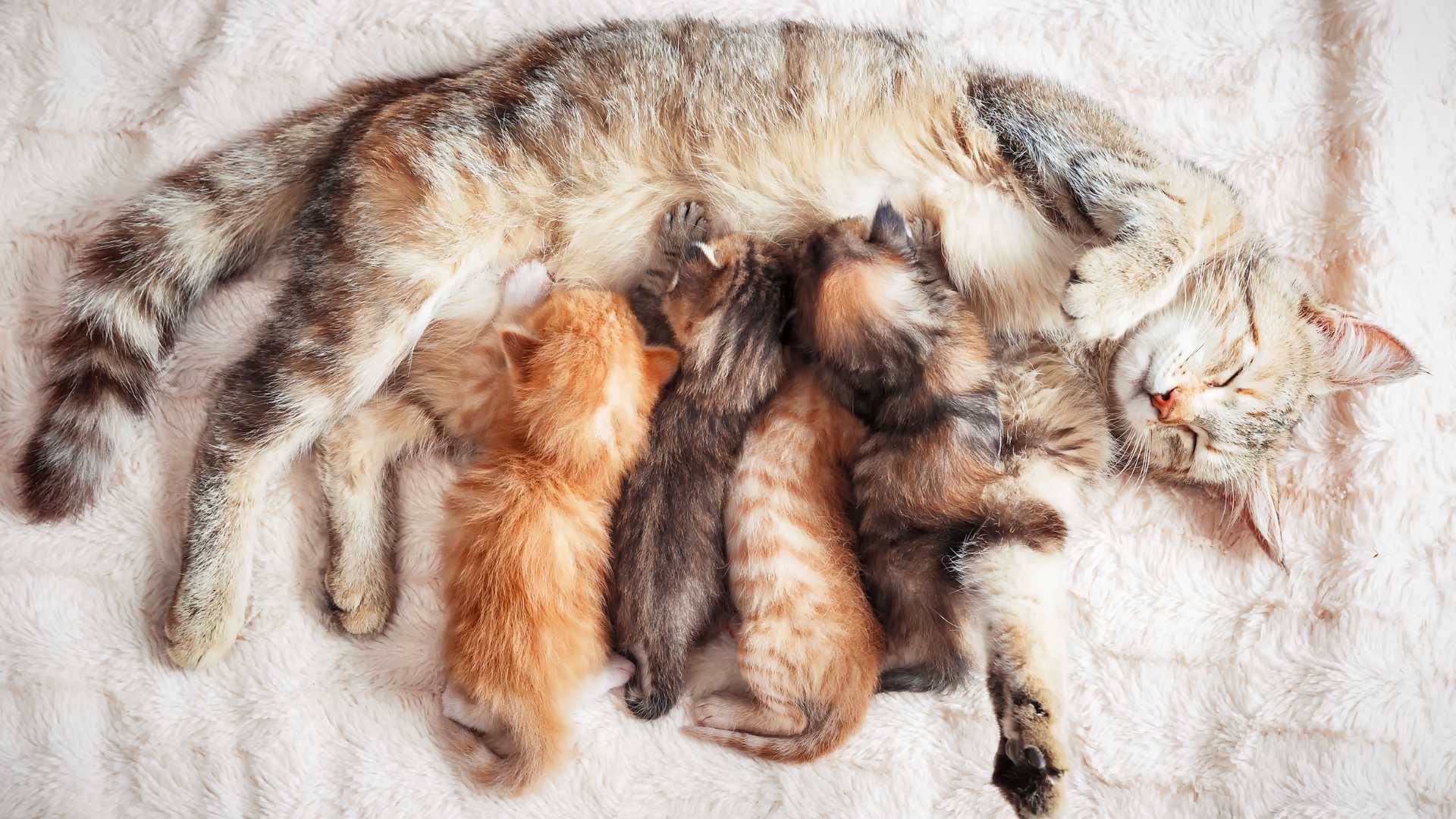¿Cómo Saber si mi Gata está Embarazada?