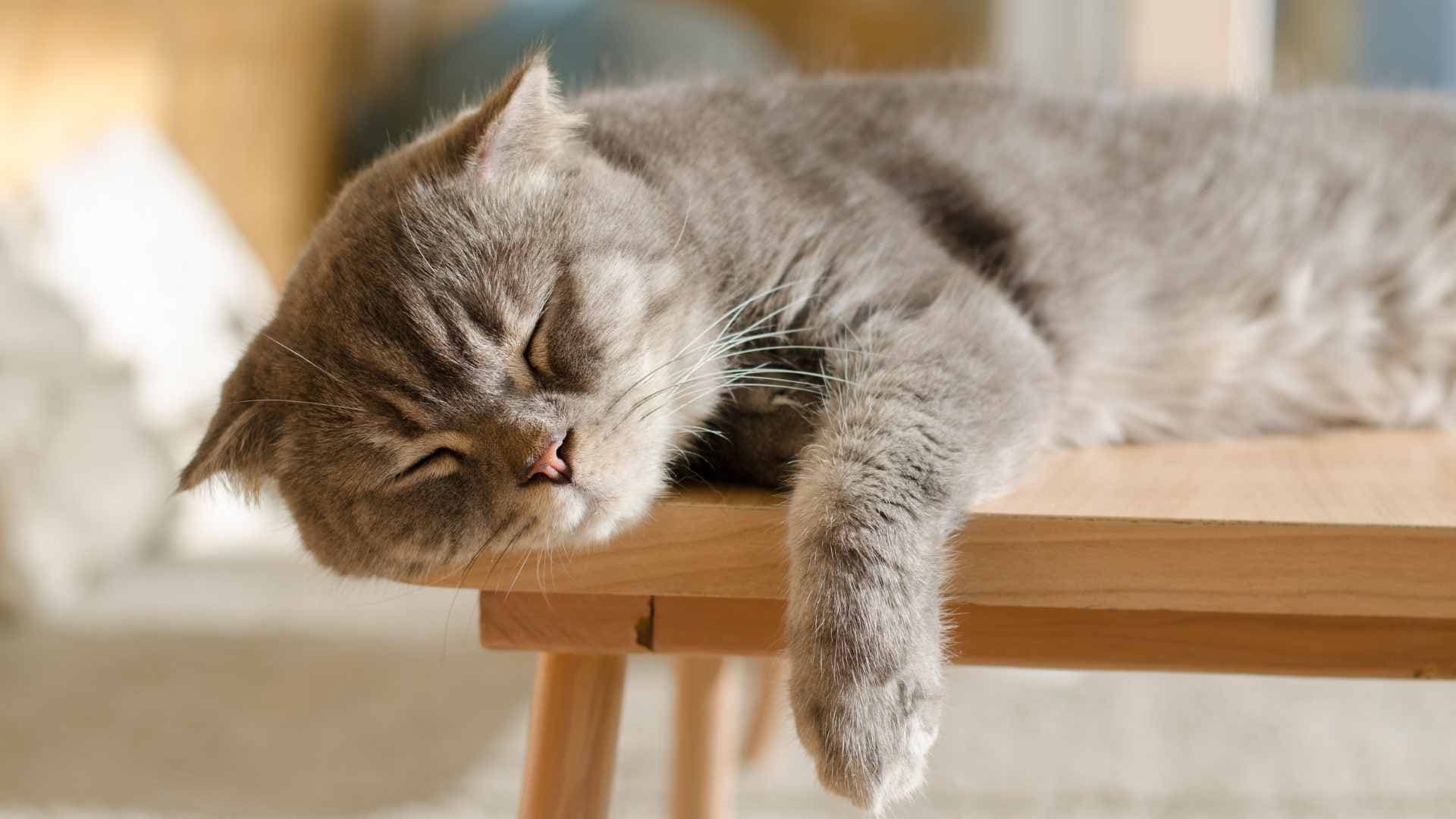 ¿Por Qué los Gatos Duermen Tanto?