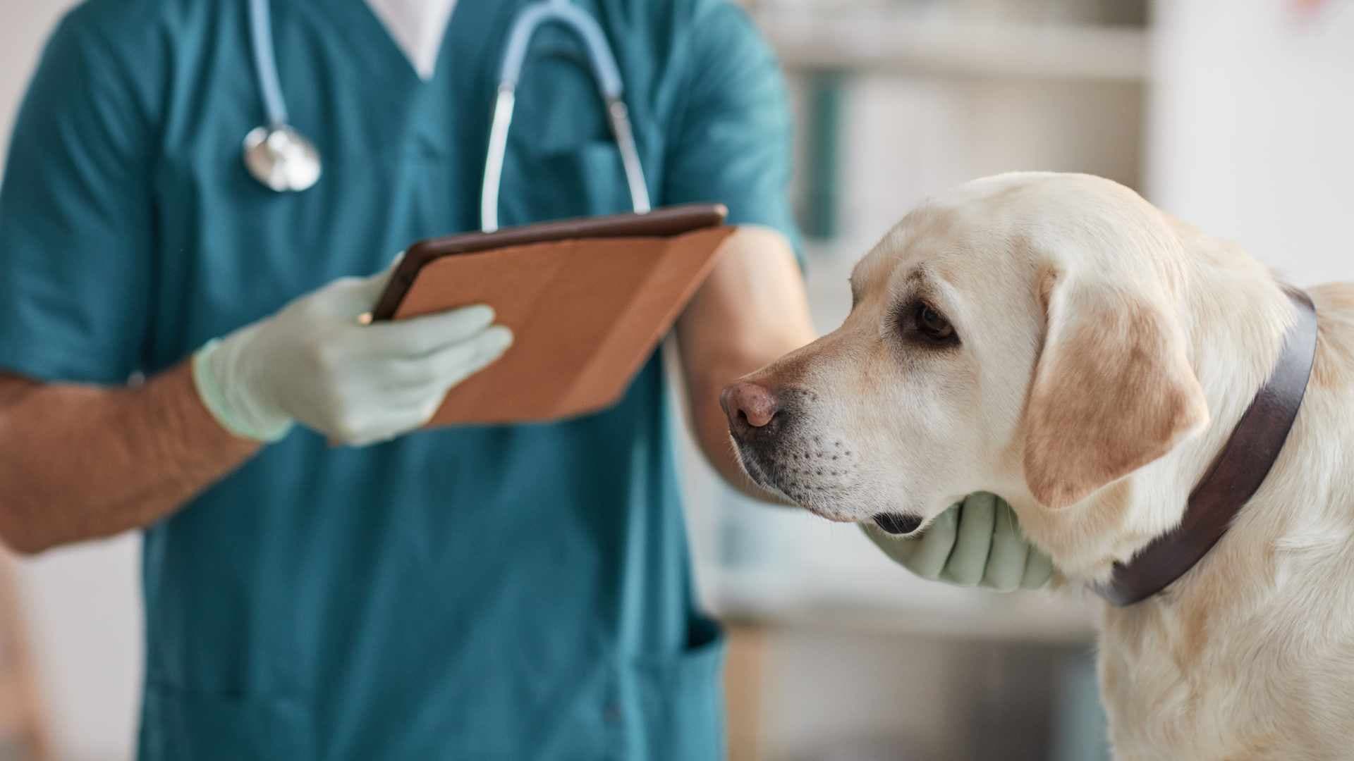 Cushing en Perros: Qué Debes Saber
