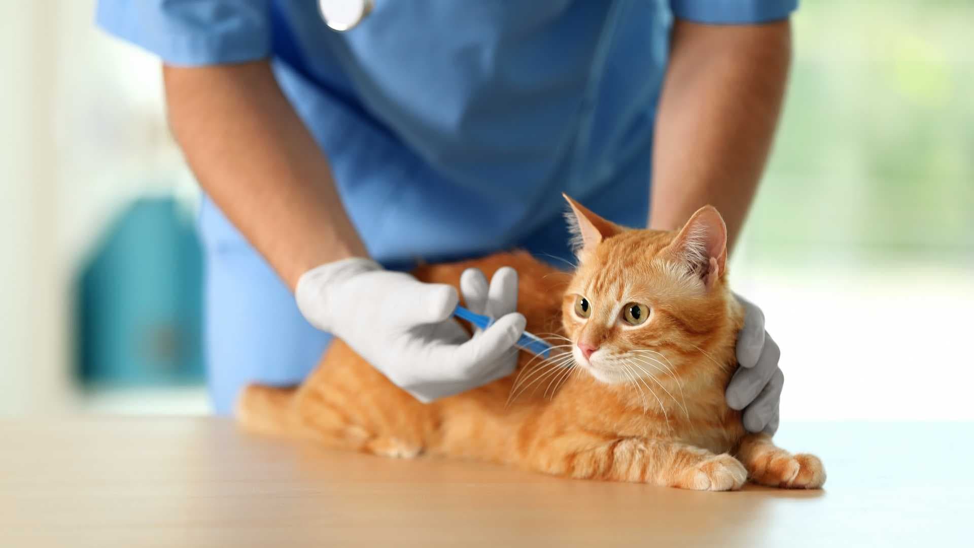 Vacuna de Leucemia Felina: Qué Debes Saber