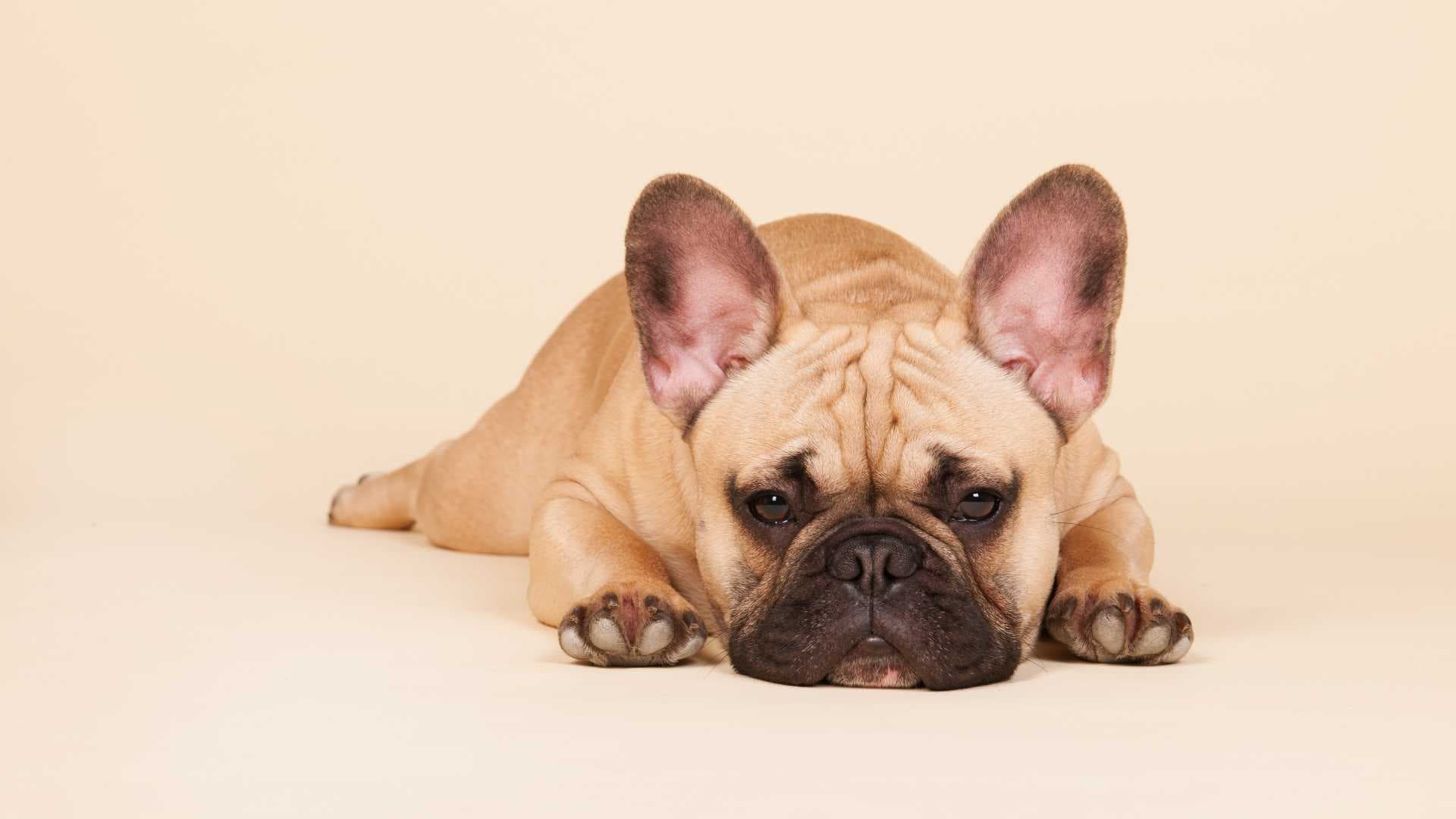 Bulldog Frances Fluffy: Todo Sobre Esta Raza