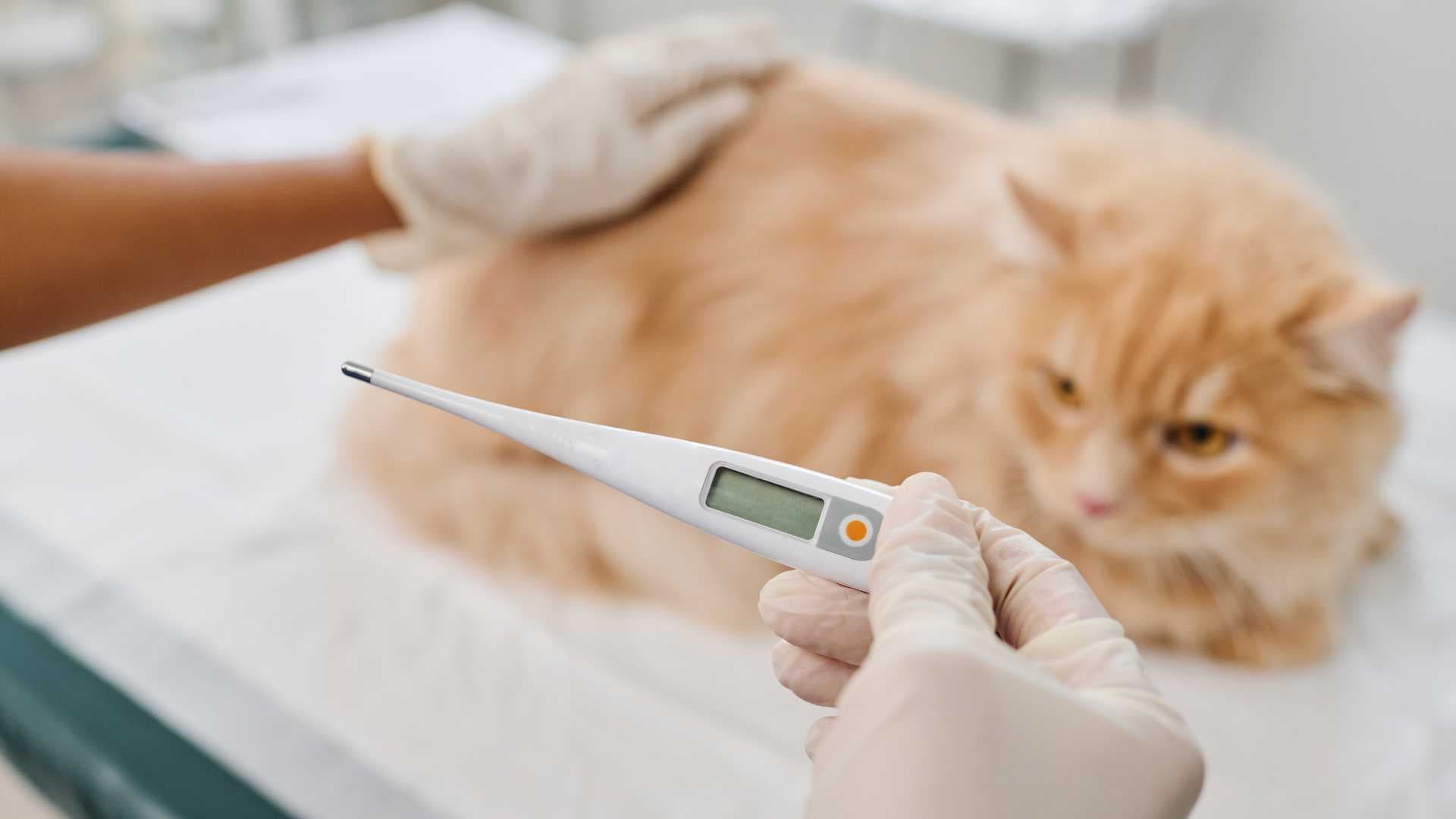 Temperatura Normal de un Gato