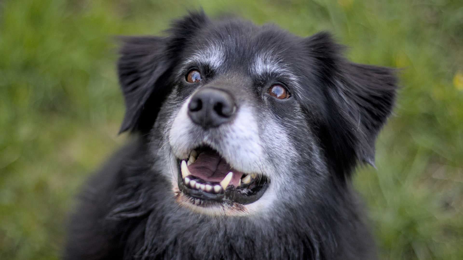 Incontinencia Urinaria en Perros: La Guía Completa