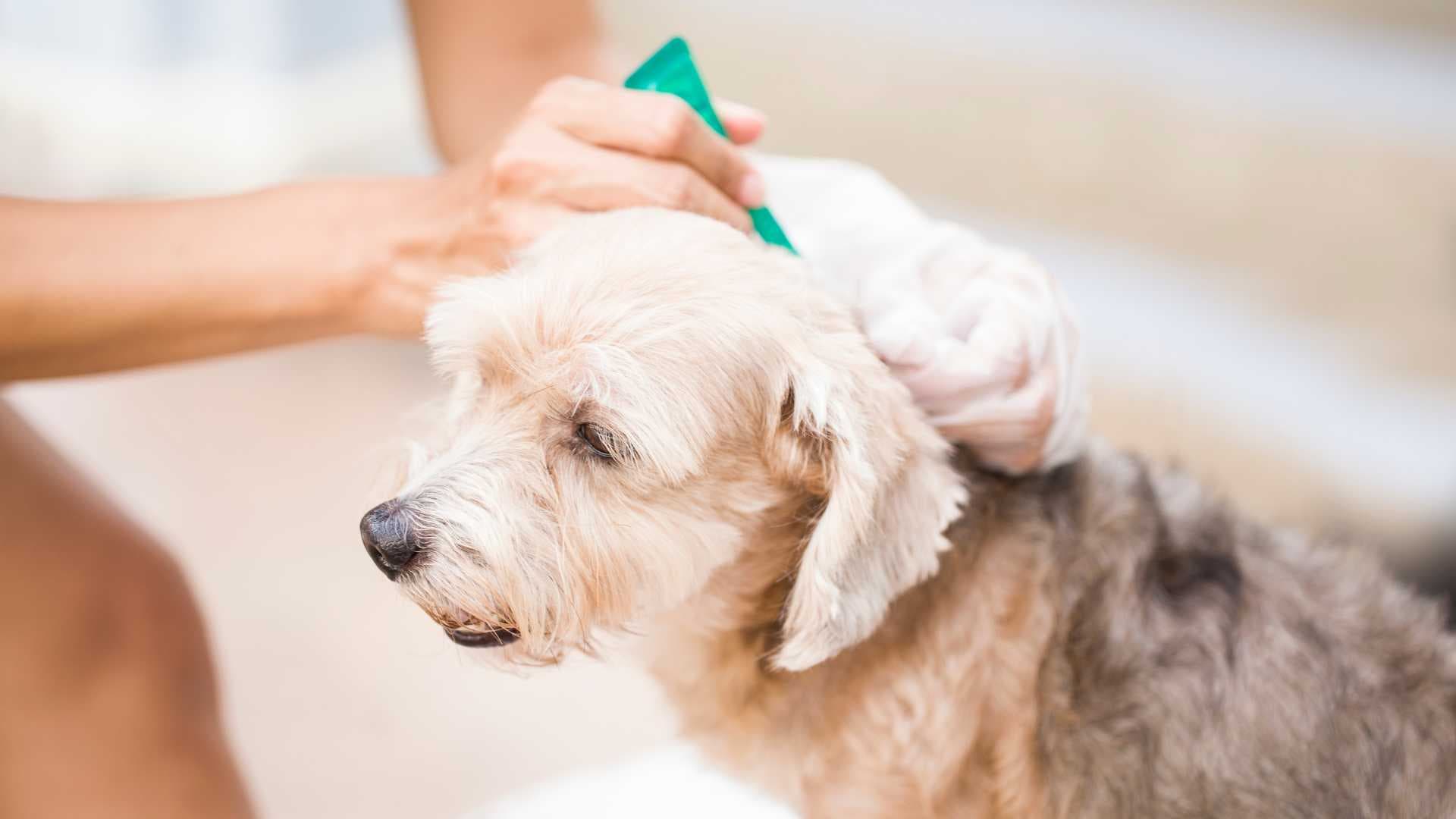 Tipos de Pulgas: Y Cómo Prevenirlas
