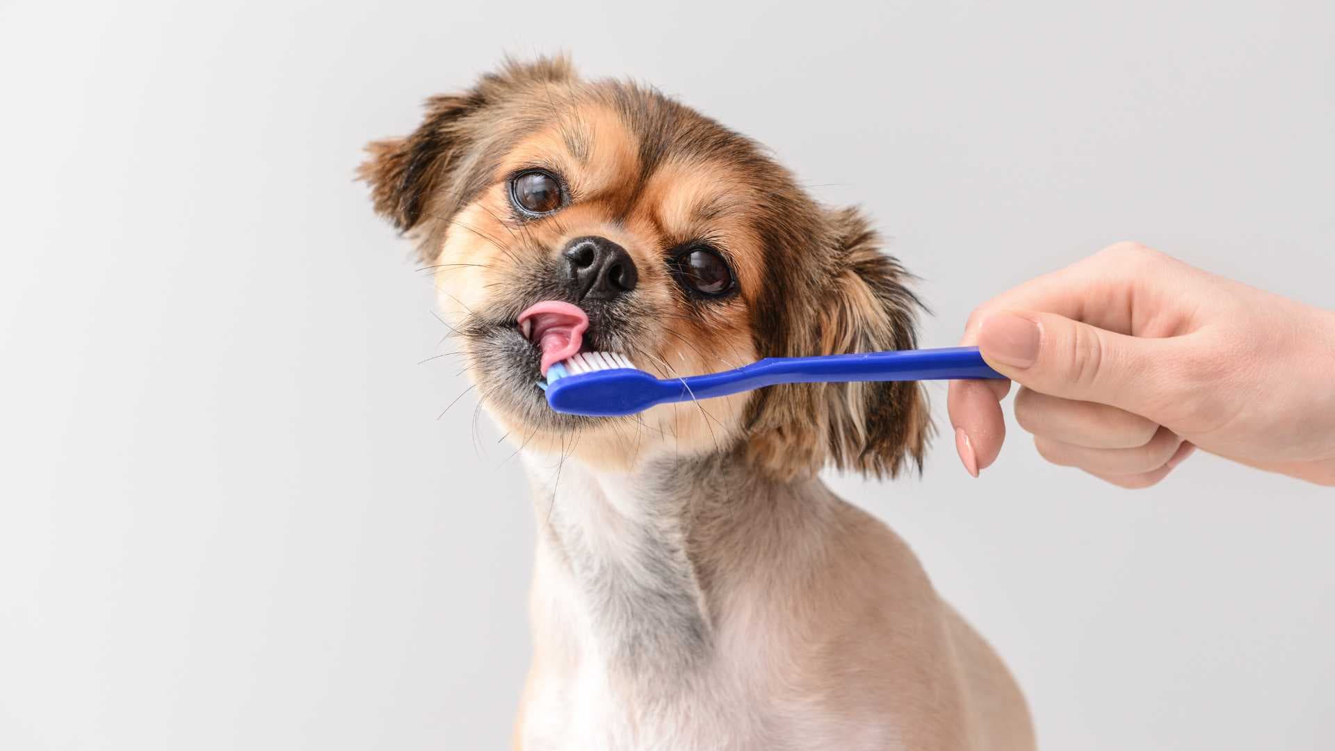 Cómo Limpiarle los Dientes a un Perro