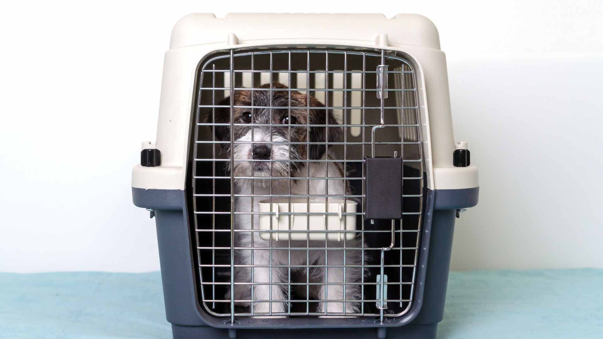 Aerolíneas que Permiten Viajar con perros en Cabina