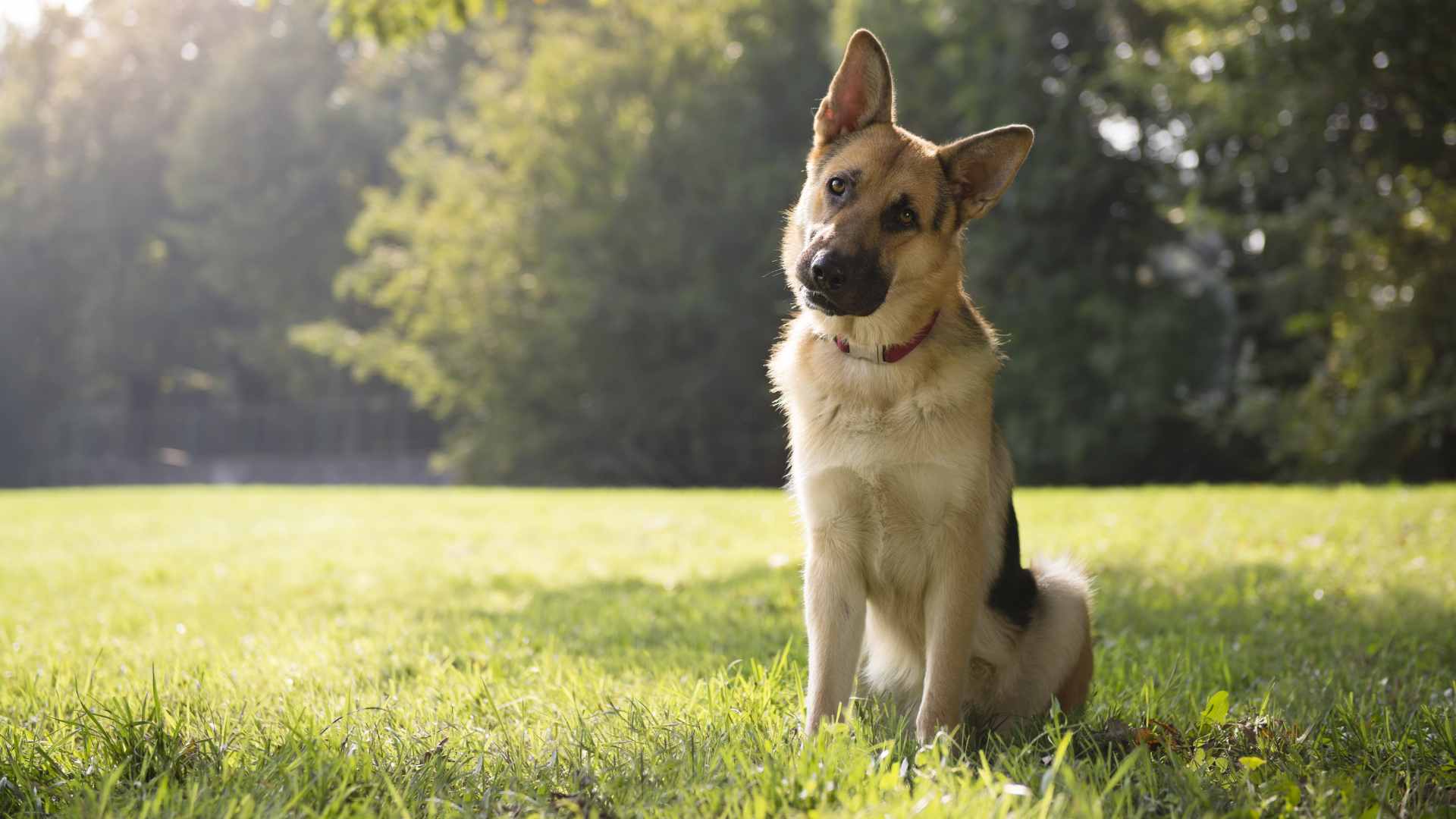 Por Qué mi Perro Come Caca (Y Otras Preguntas Asquerosas)