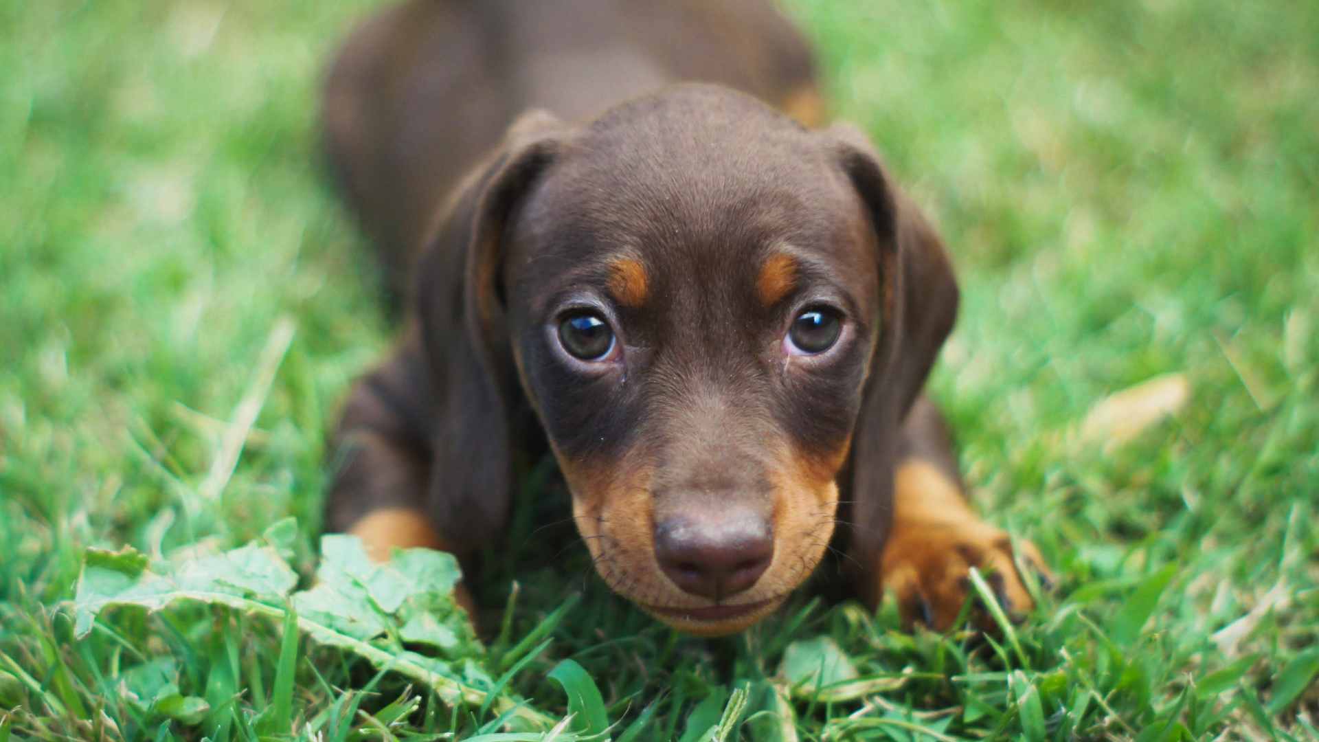 ¿Los Perros Pueden Tener Autismo? Guía Completa
