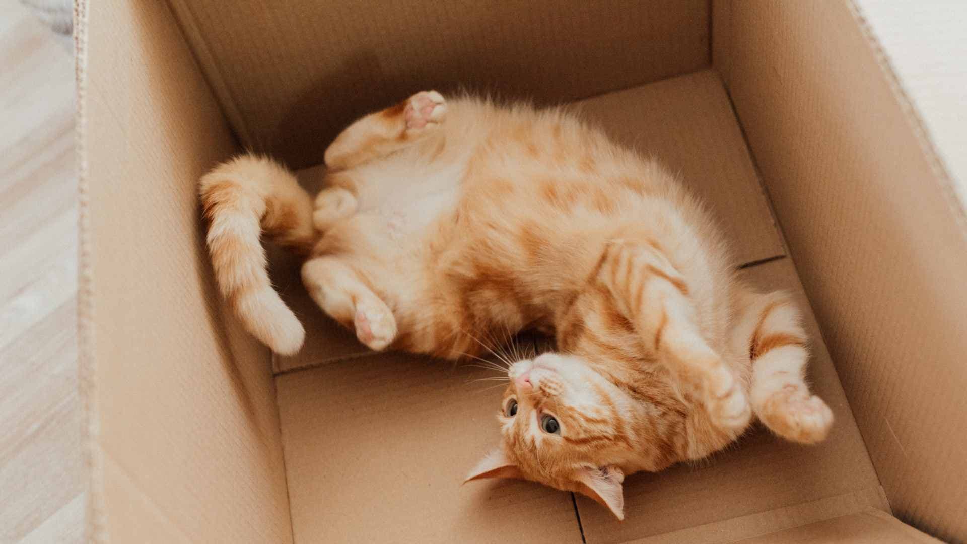 Gato Naranja: Por Qué Son Tan Únicos