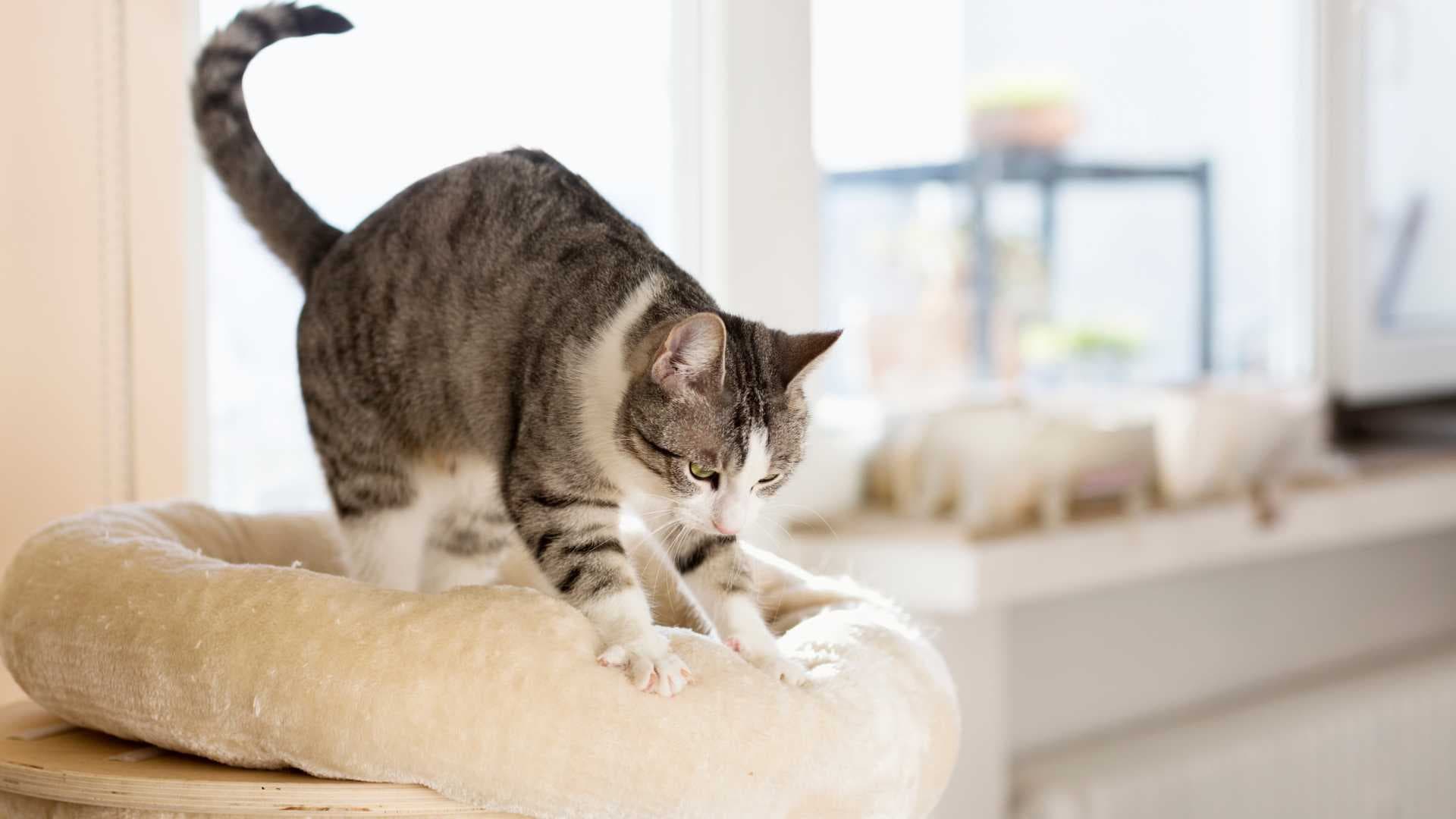 Por Qué mi Gato me Amasa