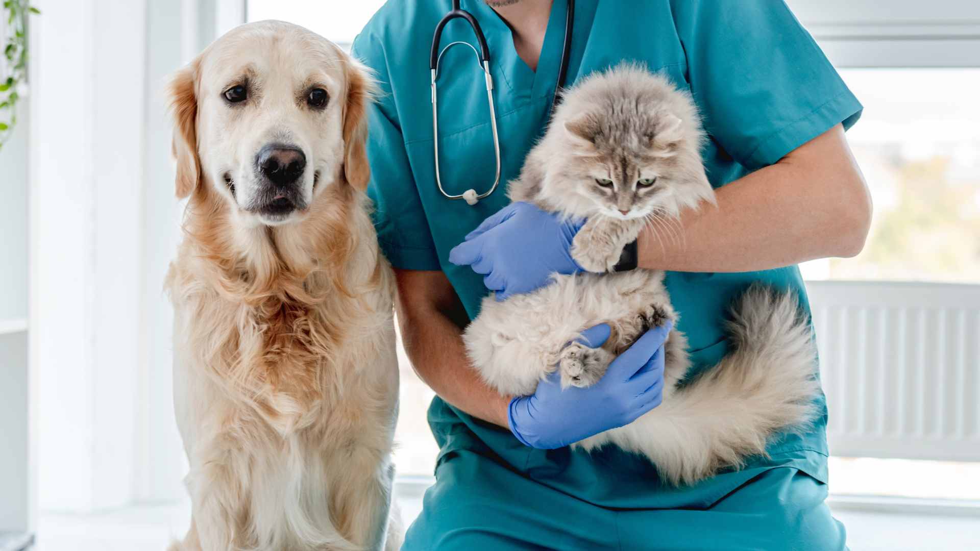 Cómo Elegir el Mejor Seguro de Mascotas de Chile
