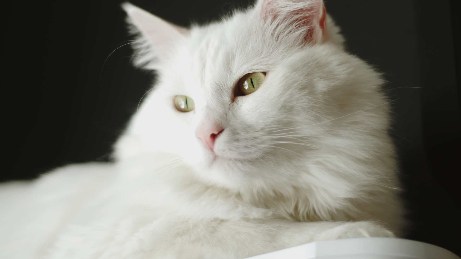 Gato de Angora: Todo Sobre esta Raza