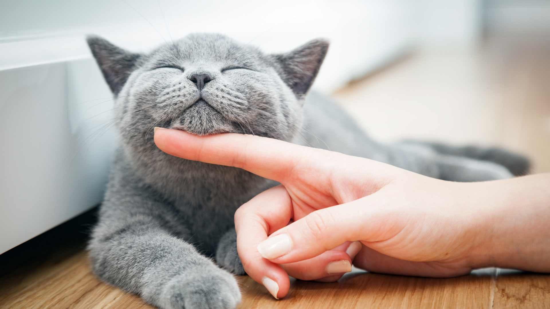 Pulgas en Gatos: Cómo Tratarlas y Prevenirlas