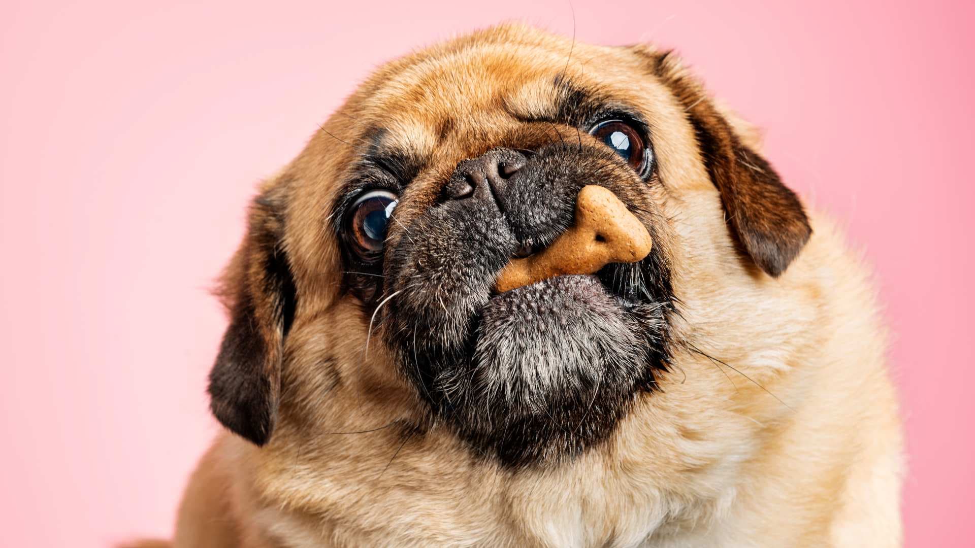 Cómo Elegir la Dieta Adecuada para tu Perro
