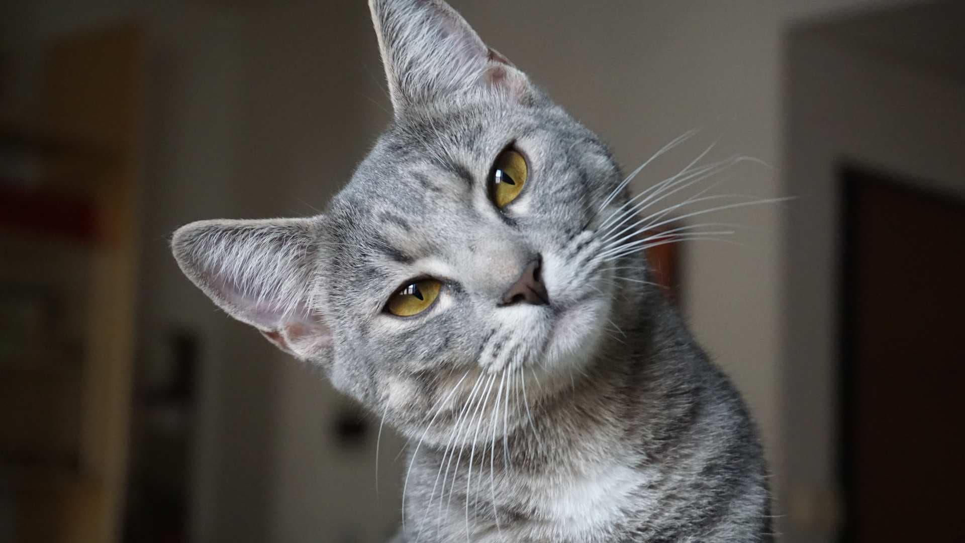 Cuánto Tiempo se Puede Dejar a un Gato Solo En Casa