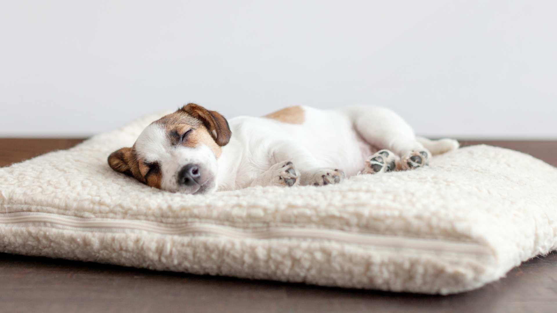 Relajante para Perros: Qué Debes Saber