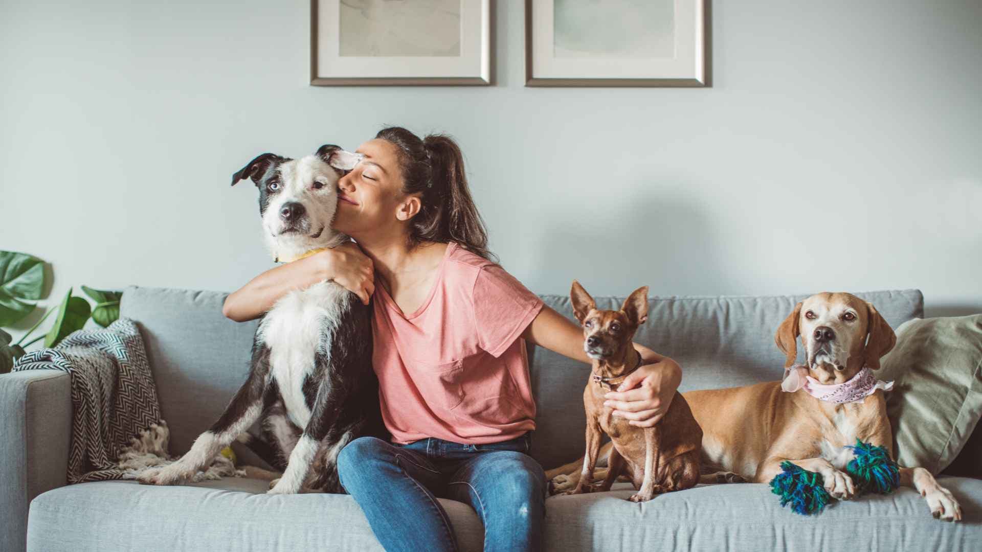 Por Qué Deberías Tener un Seguro de Mascotas
