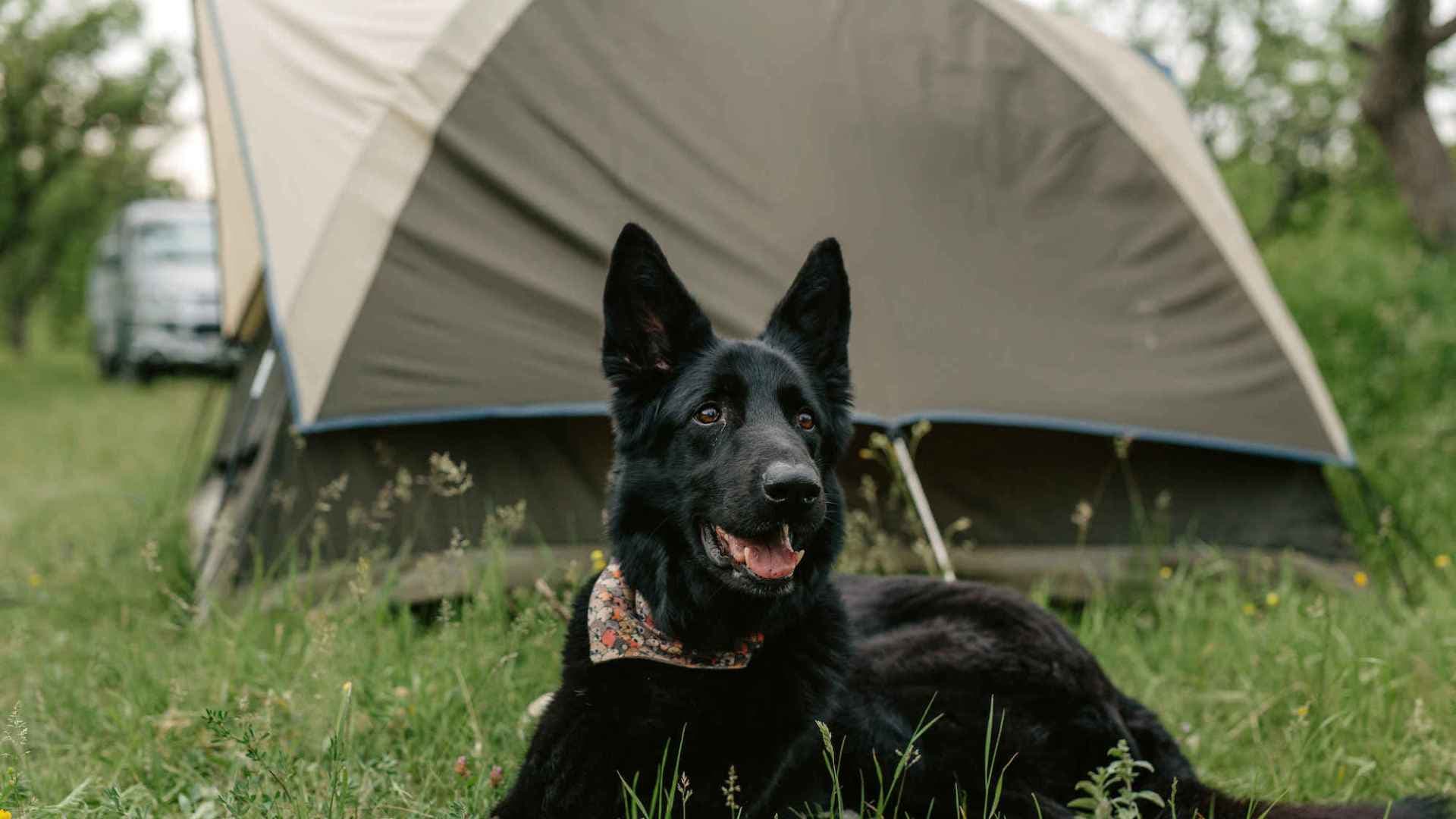 Campings Pet Friendly que Visitar con tu Mascota