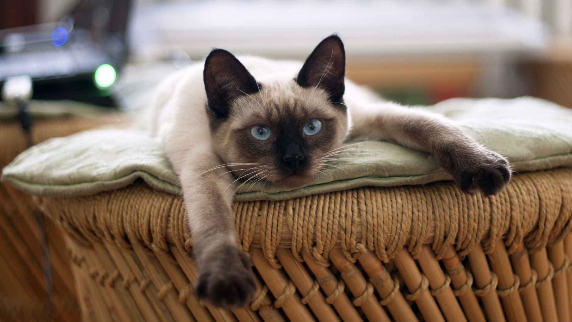 Tipos de Vómitos en Gatos