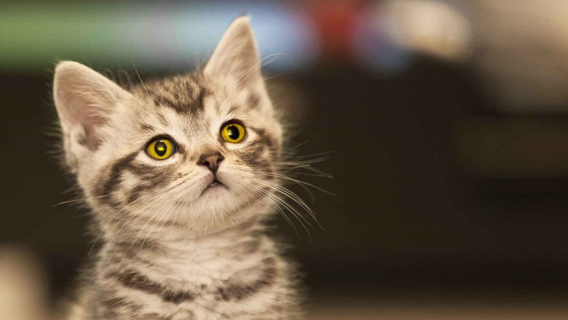 Lipidosis Hepática en Gatos: Qué Debes Saber