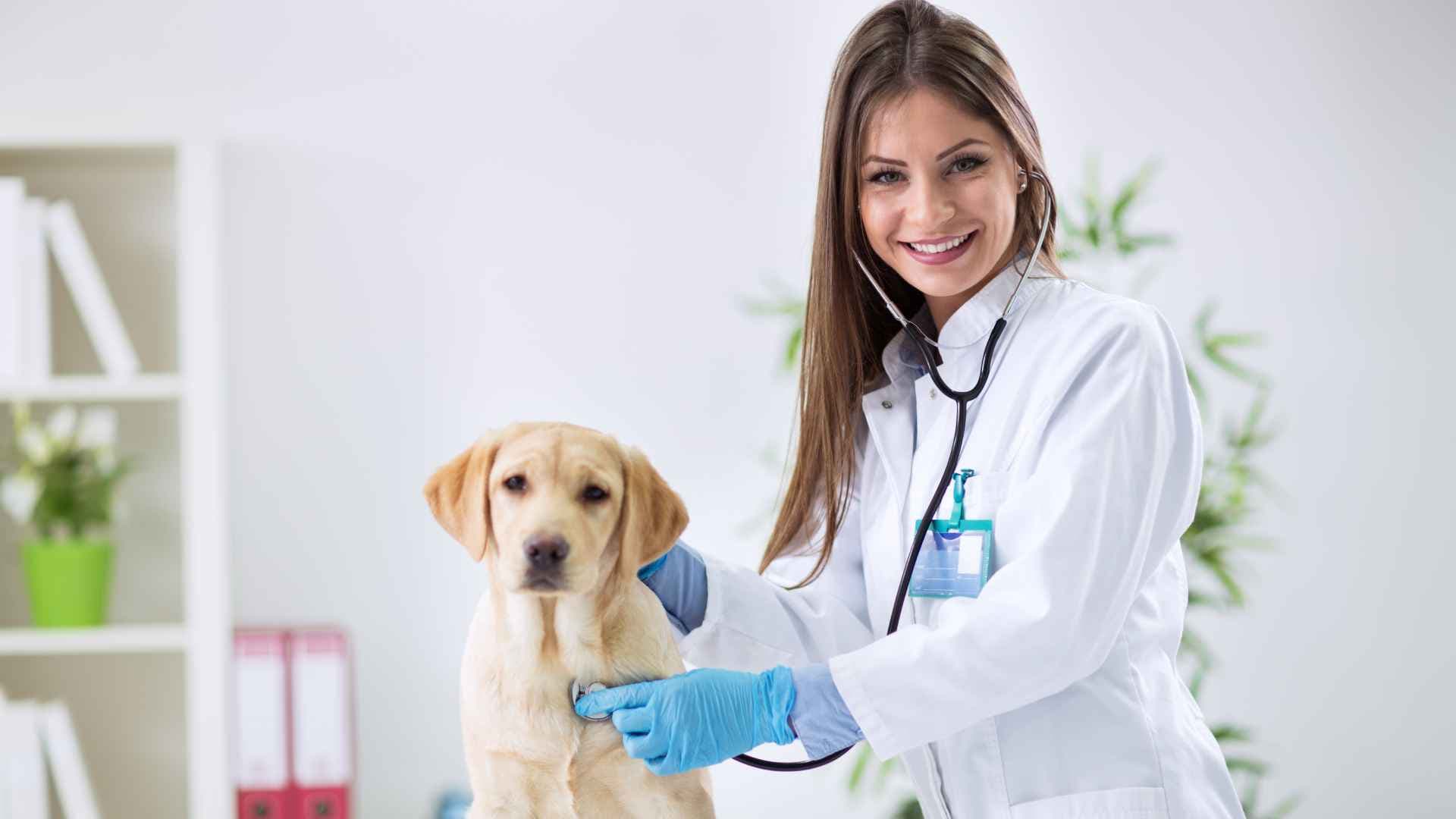 Veterinarias en Independencia: Listado
