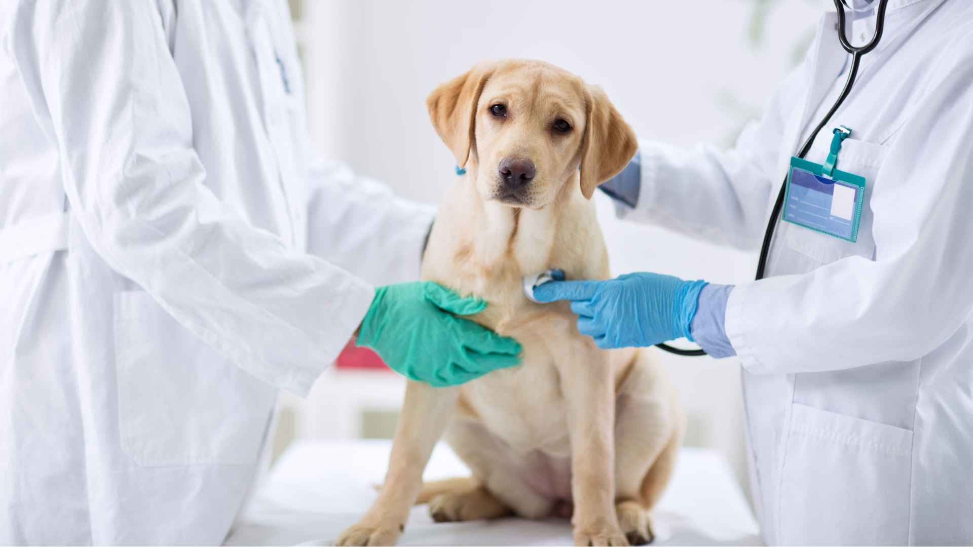 Veterinarias en Ñuñoa: Listado Completo