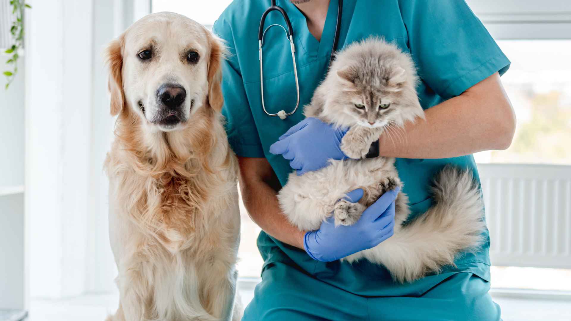 Veterinarias en Santiago Centro: Listado Completo