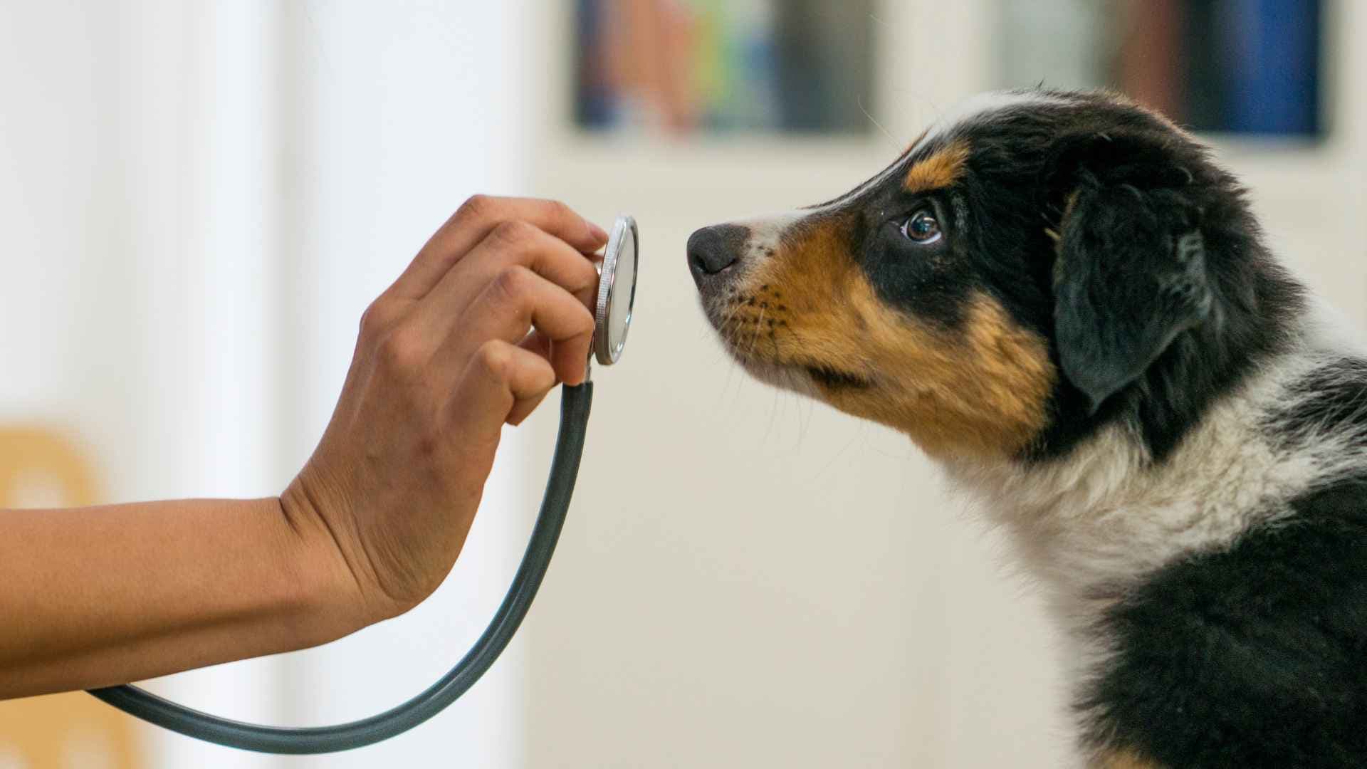 Veterinarias en Lo Barnechea: Listado Completo