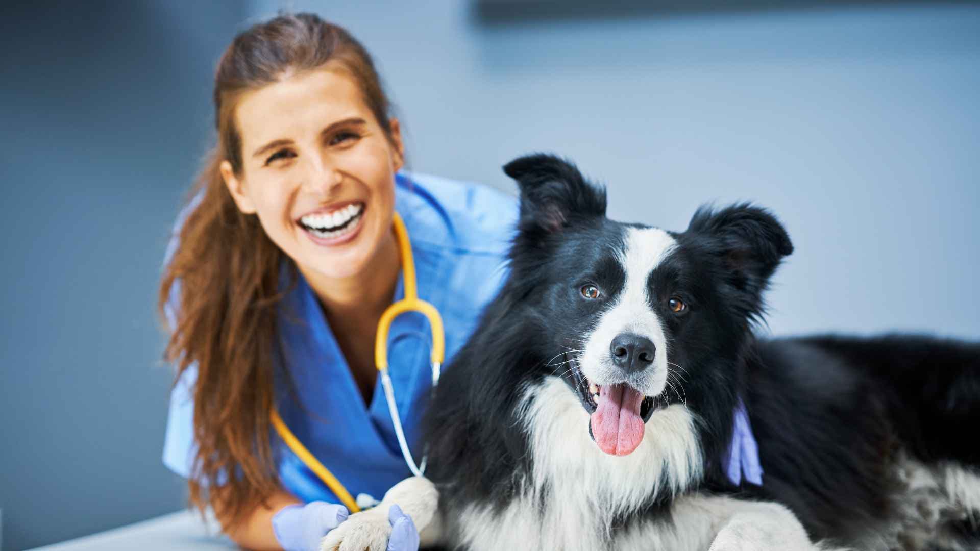 Veterinarias en Huechuraba: Listado Completo