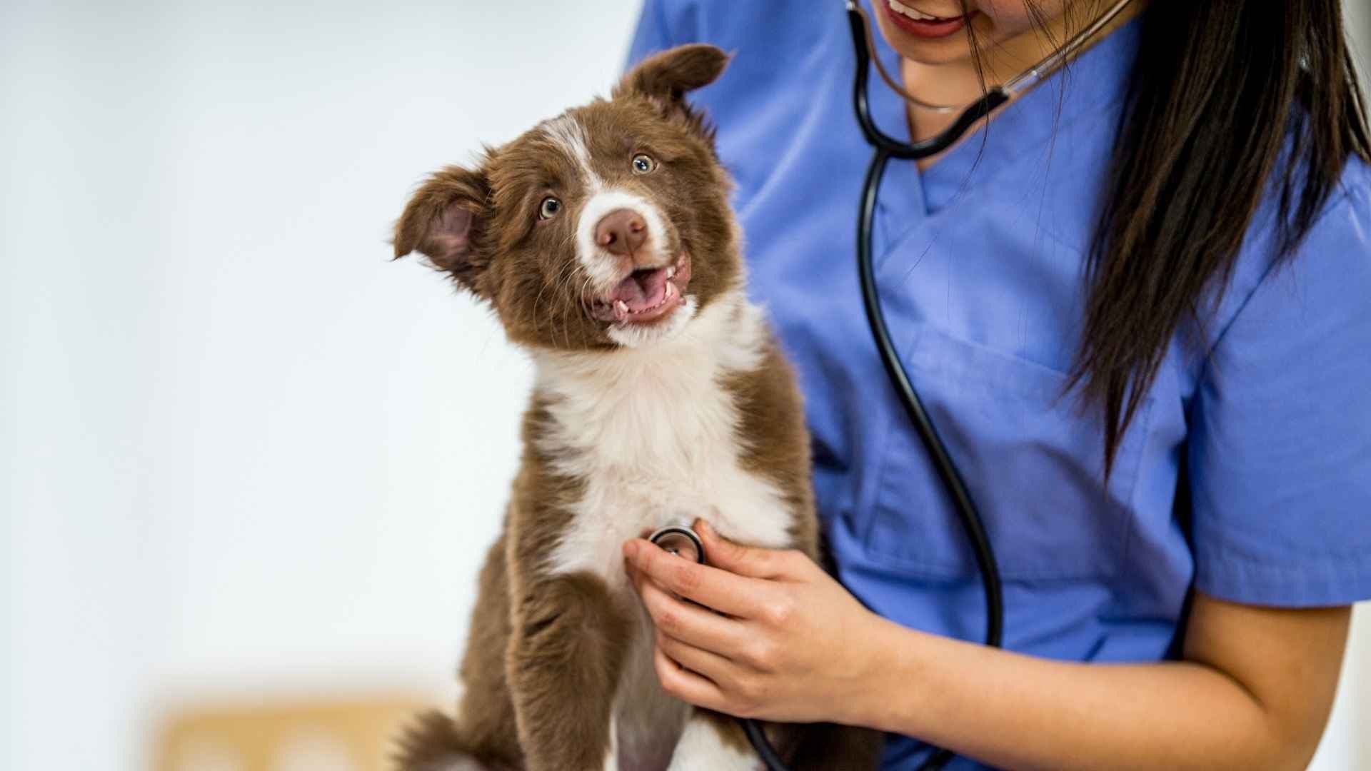 Veterinarias en San Bernardo: Listado Completo