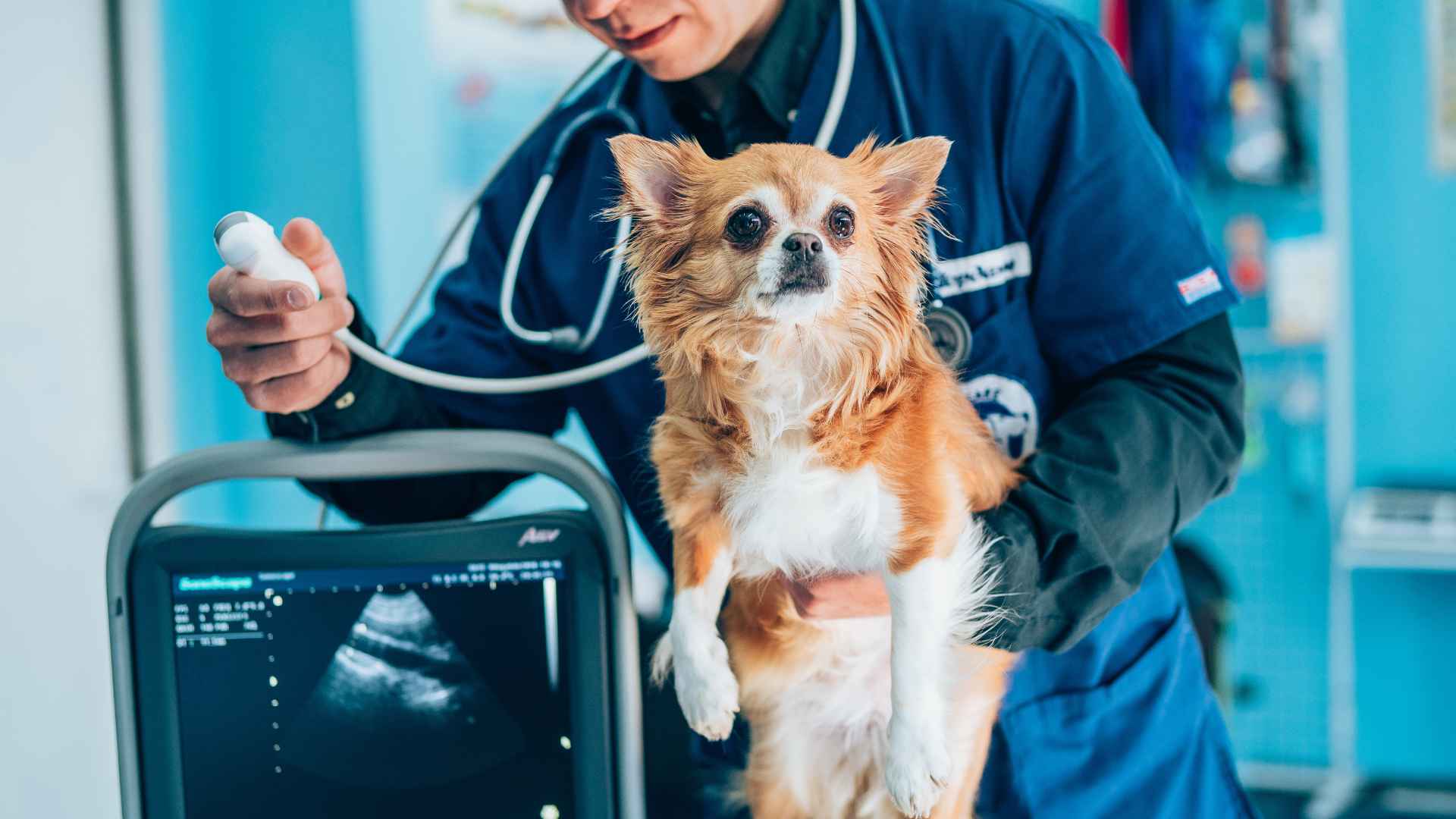 Ecografía Veterinaria: Todo lo que Debes Saber