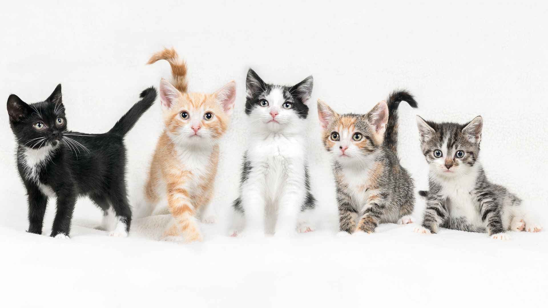 100 Nombres de Gatos Hembra: Las Mejores Ideas
