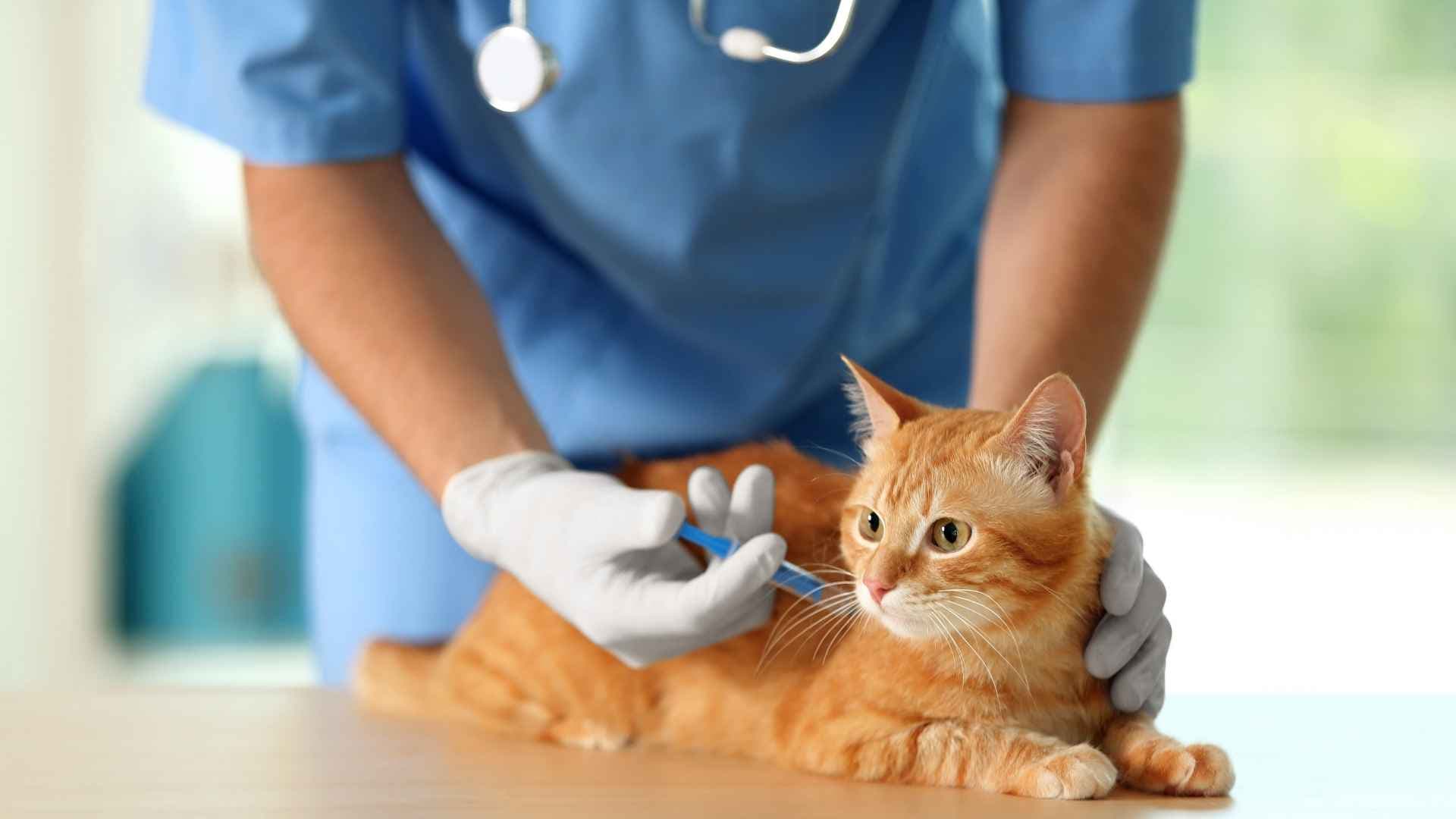 Primera Vacuna de Gatos