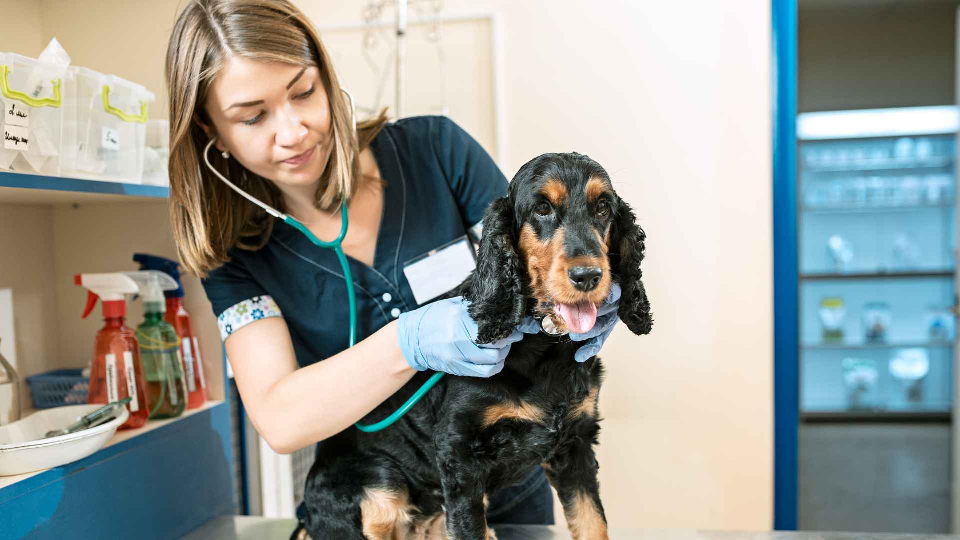 Veterinarias Cerro Navia: Direcciones y Contactos