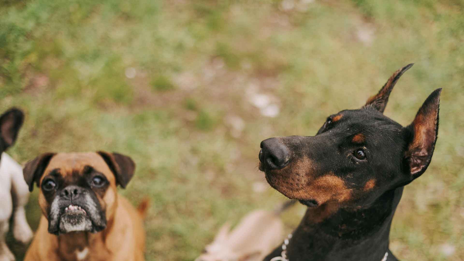 Las 100 Razas de Perro Más Populares