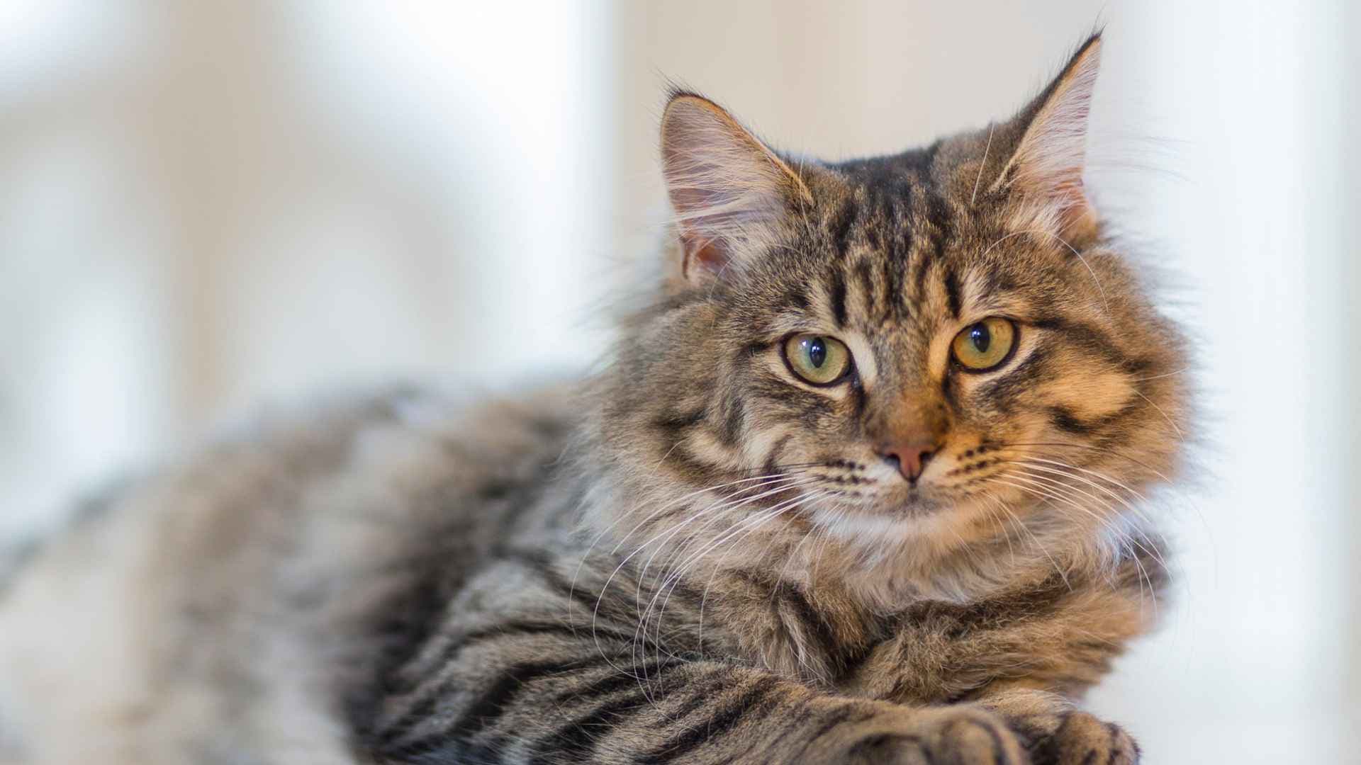 Mi Gato Tiene una Bola en el Costado Izquierdo