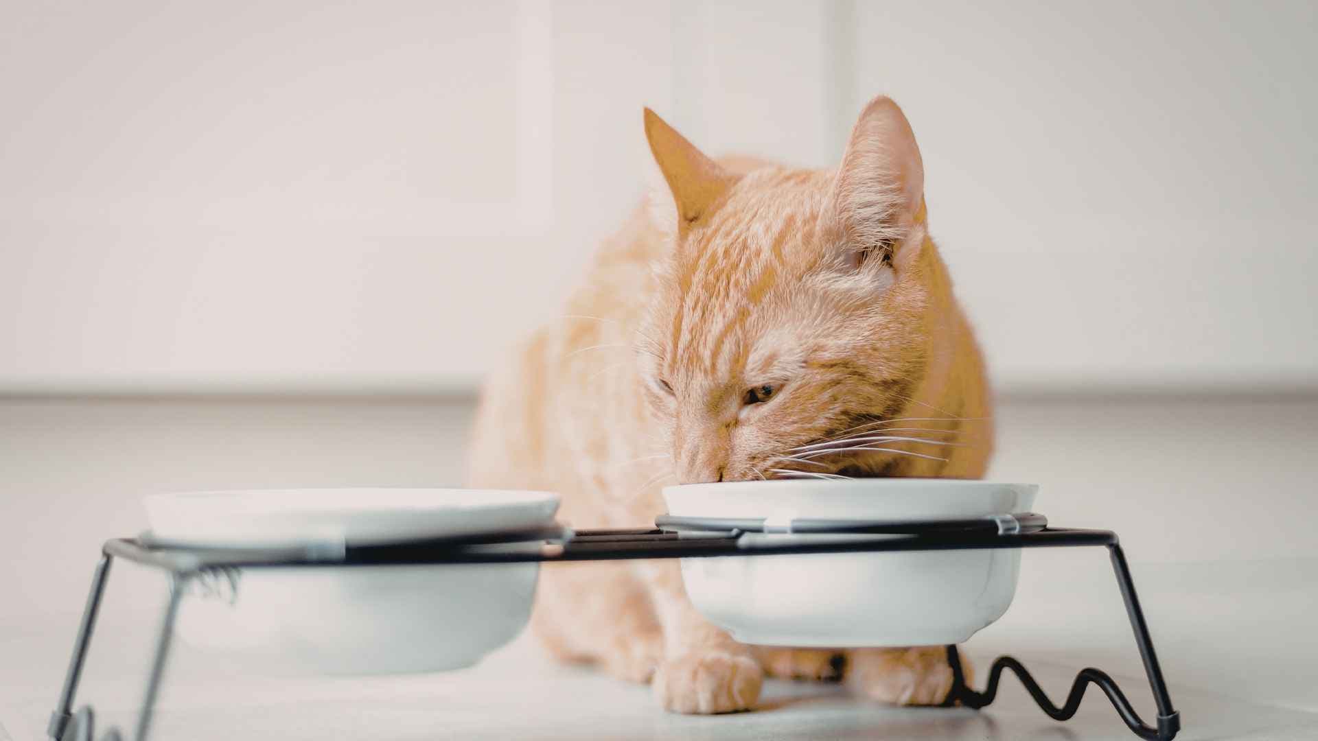 ¿Los gatos pueden comer melón? Todo lo que necesitas saber