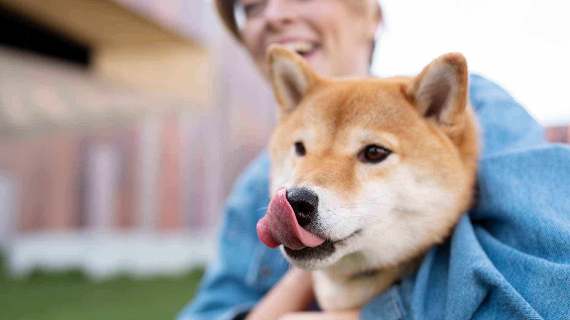 ¿Los perros pueden comer membrillo? Descubre si es seguro