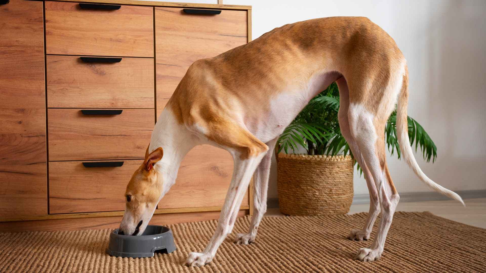 ¿Los perros pueden comer tomate? Una guía completa para tutores