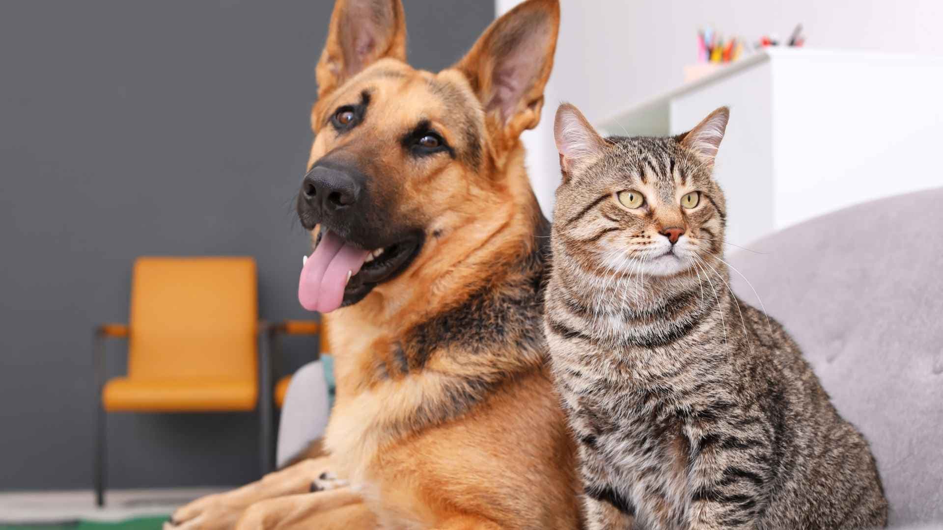 ¿Se puede asegurar a un perro o gato mayor?