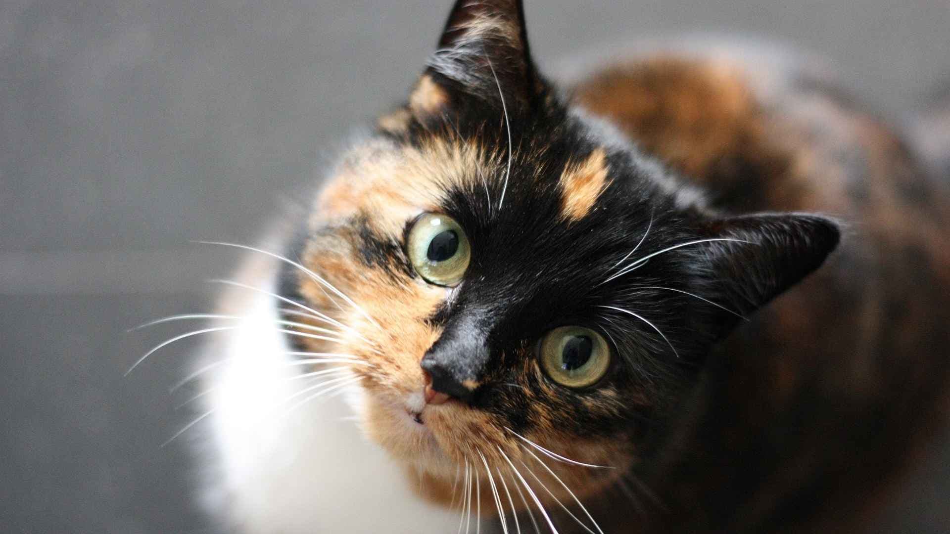 ¿Se puede operar una gata en celo? Lo que debes saber antes de esterilizarla